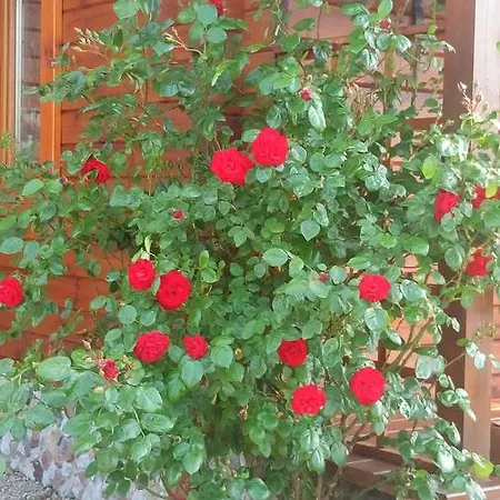 Gerendaház Domki Letniskowe W Wapnicy