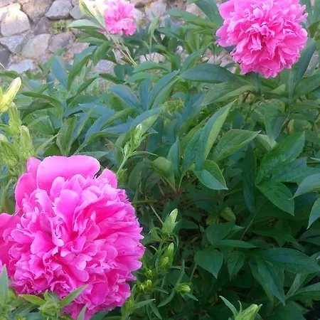 Domki Letniskowe W Wapnicy Lubin